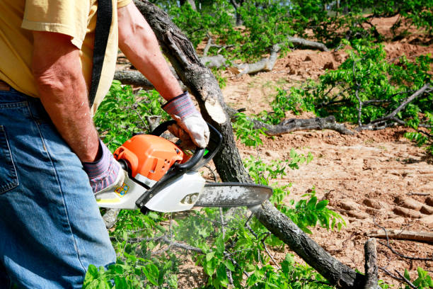 Trusted Angustura, NM Tree Care Services Experts